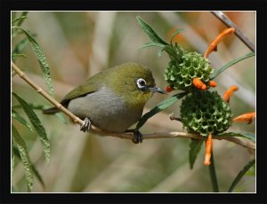 Cape White-eye