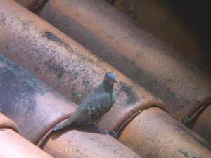 Blue Ground-Dove