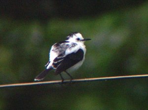 Pied Water-Tyrant