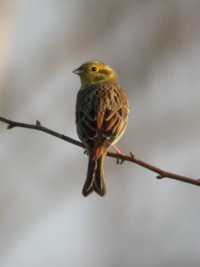 Yellowhammer