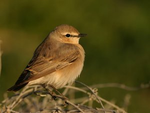 Isabelline Wheatear