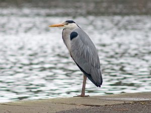 Heron