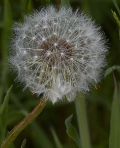 Dandelion Head