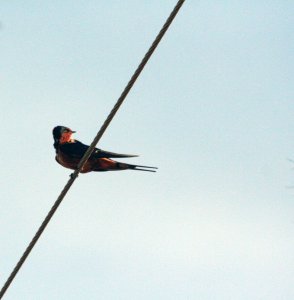 Barn Swallow