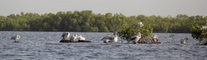 Pink backed Pelicans