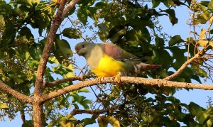 Bruces Green Pigeon