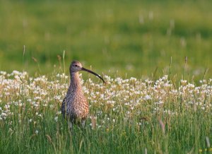 Eurasian Curlew