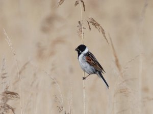 Reed Bunting with a mouthful