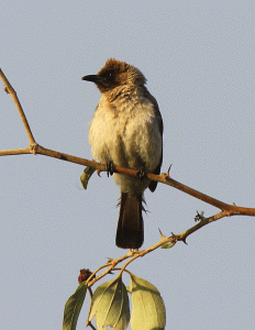 Common_Bulbul_gif