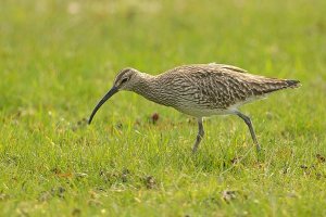 whimbrel