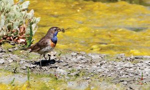 Bluethroat