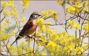 Linnet