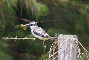 Pied Kingfisher - Fish