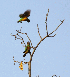 Senegal Parrot pair
