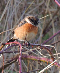 Stonechat