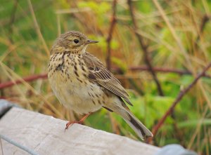 Meadow Pipit