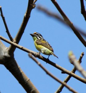 Yellow Fronted Tinkerbird