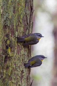 Eastern Yellow Robin