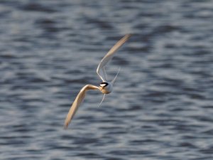 Little Tern