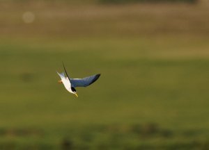 Little Tern