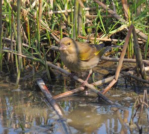 Greenfinch