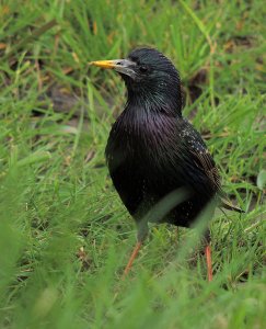 Starling