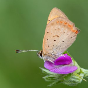 Small Copper