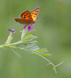 Small Copper