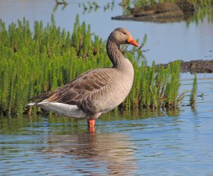 Greylag Goose