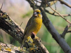 Greenfinch