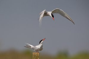 Common Terns