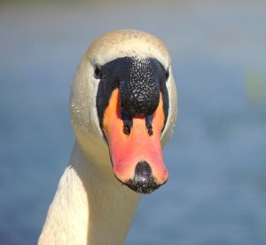 Mute Swan