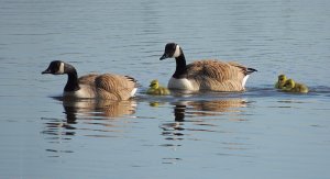 Canada Goose