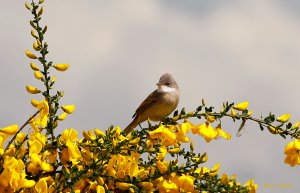 Whitethroat