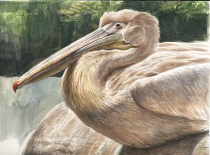 Great white pelican study