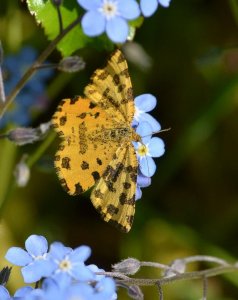 speckled yellow