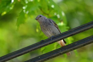 black redstart (? male juvenile)