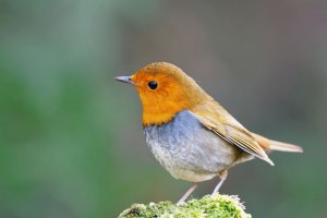 Japanese Robin