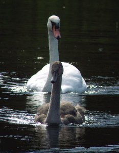 Mute Swan