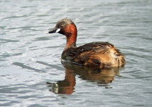 Little Grebe