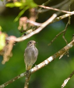 black redstart ( female juvenile)