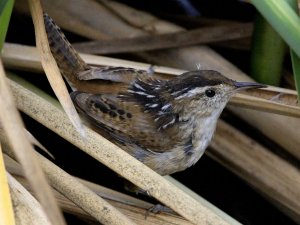 Marsh Wren