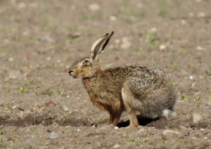 Brown hare