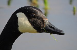 Canada Goose