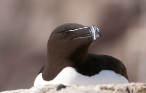 Razorbill