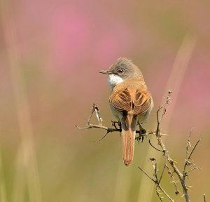 whitethroat