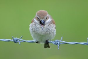 red backed shrike