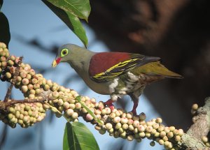 Thick-billed Green-pigeon