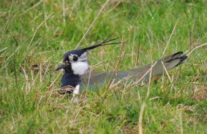 Lapwing