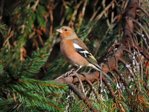 Chaffinch